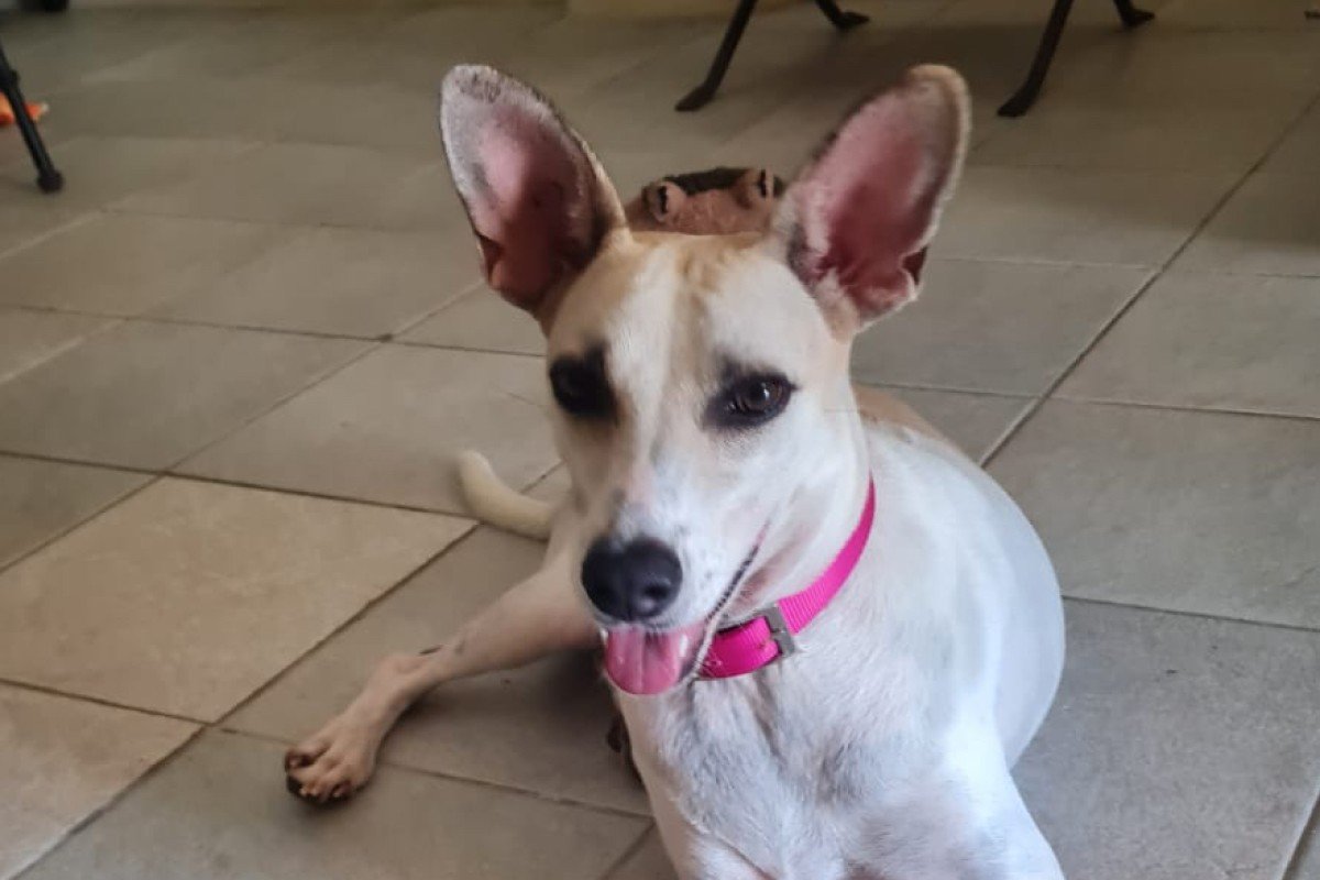 Laila