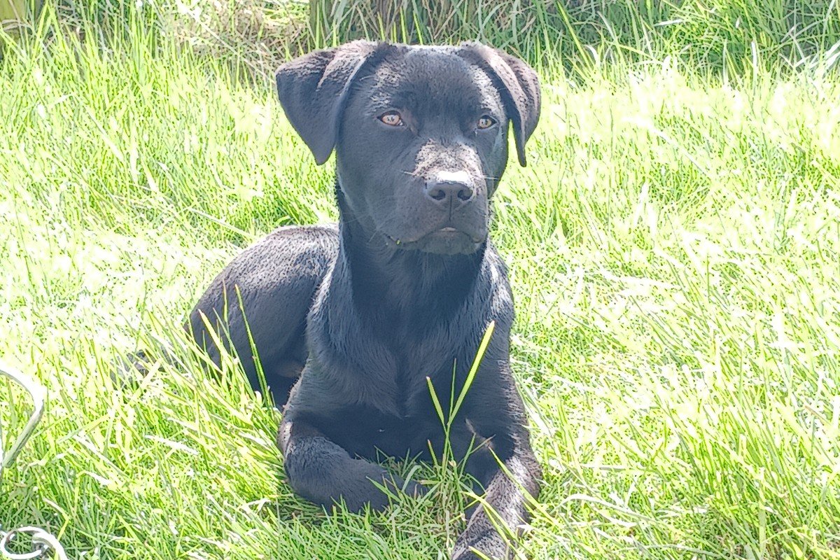 Koda