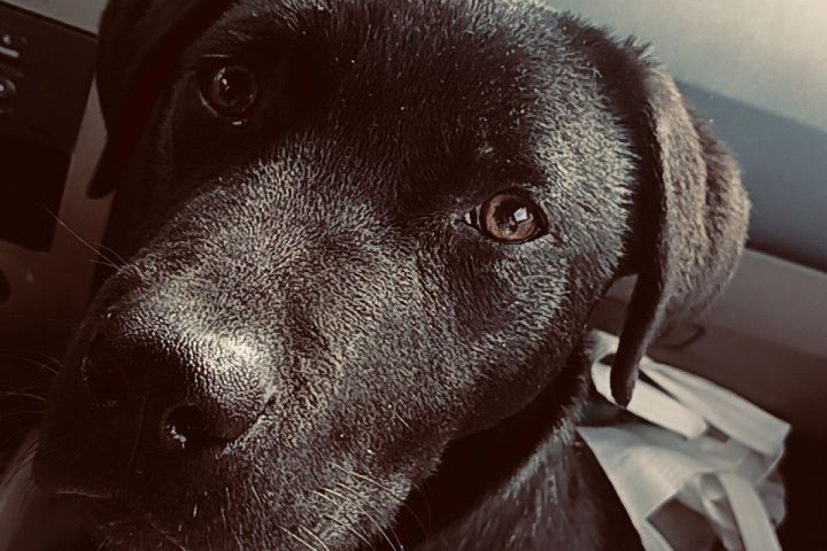 Koda