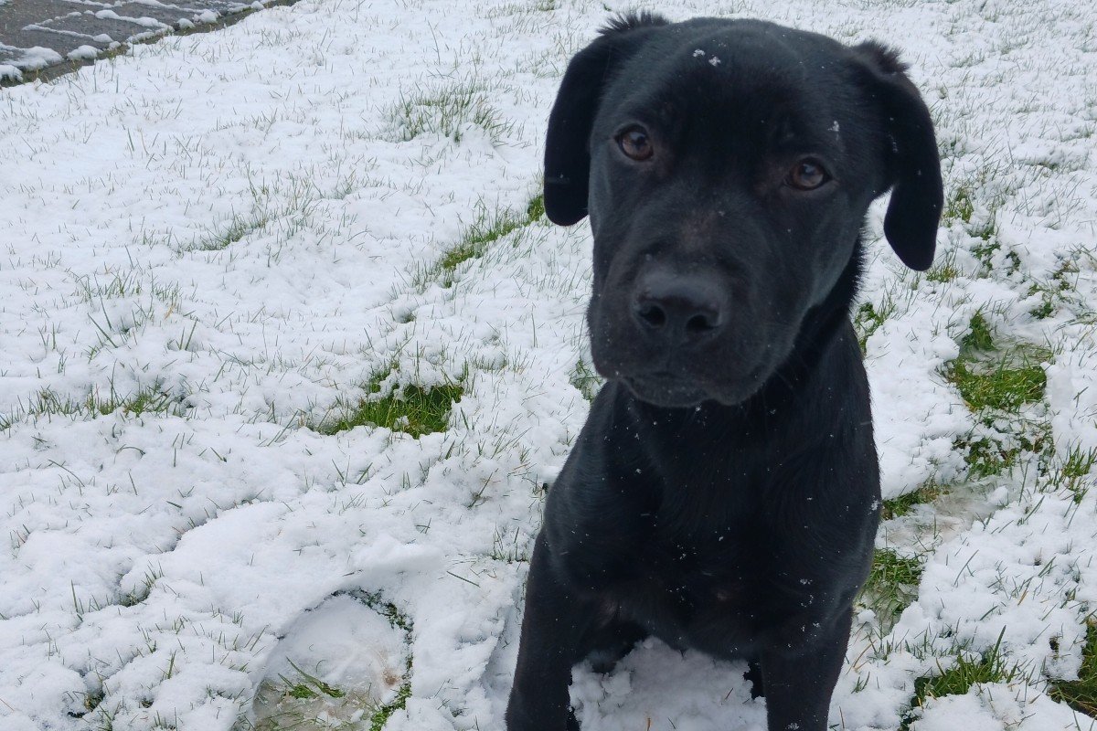 Koda
