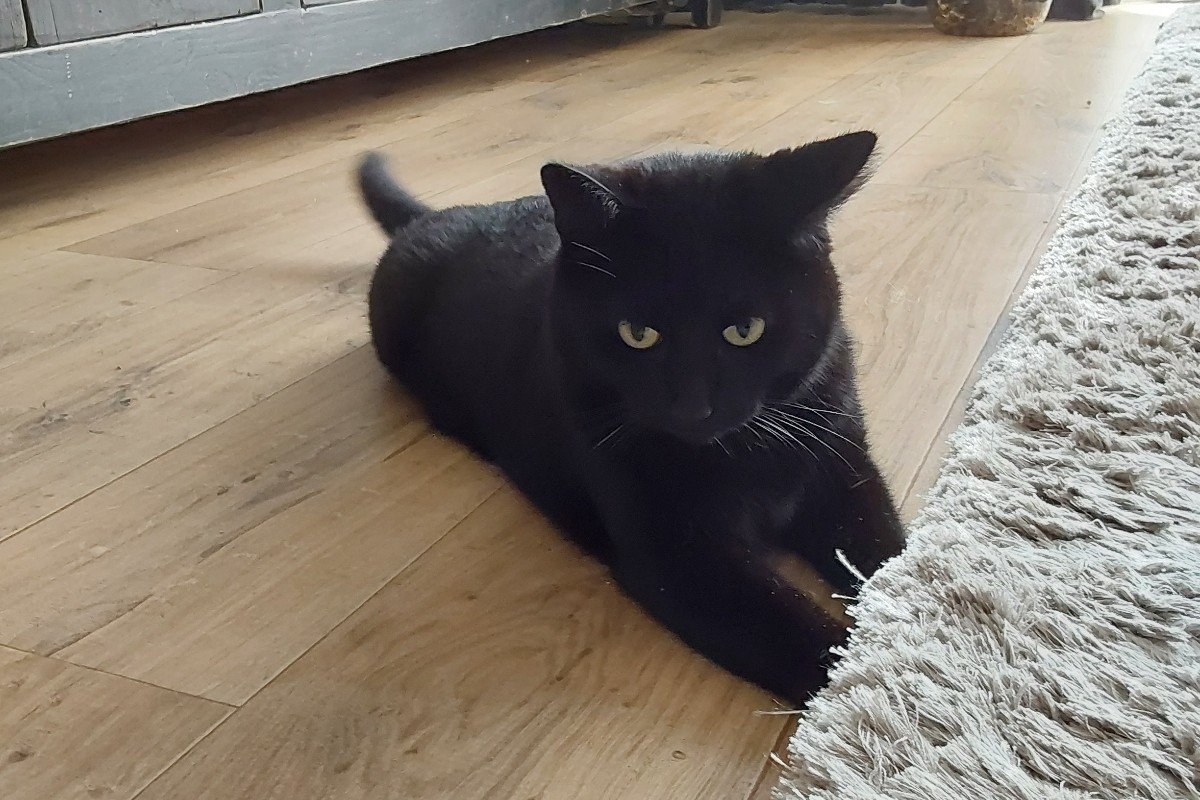 Dikkie