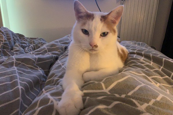 Ramses