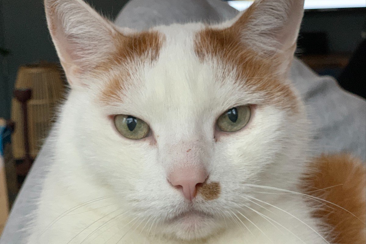 Ramses