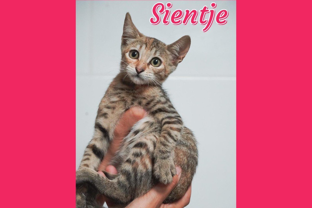 Sientje