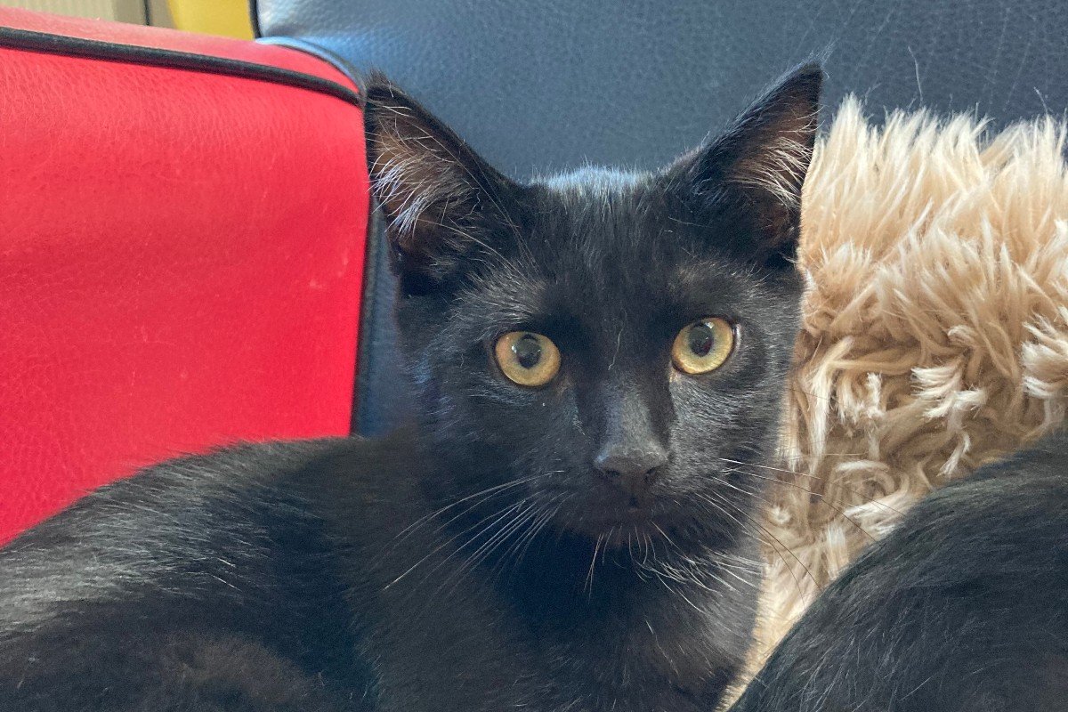 Sambo