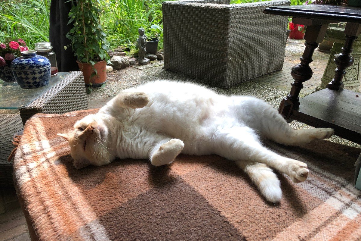 *SPOED* Basje