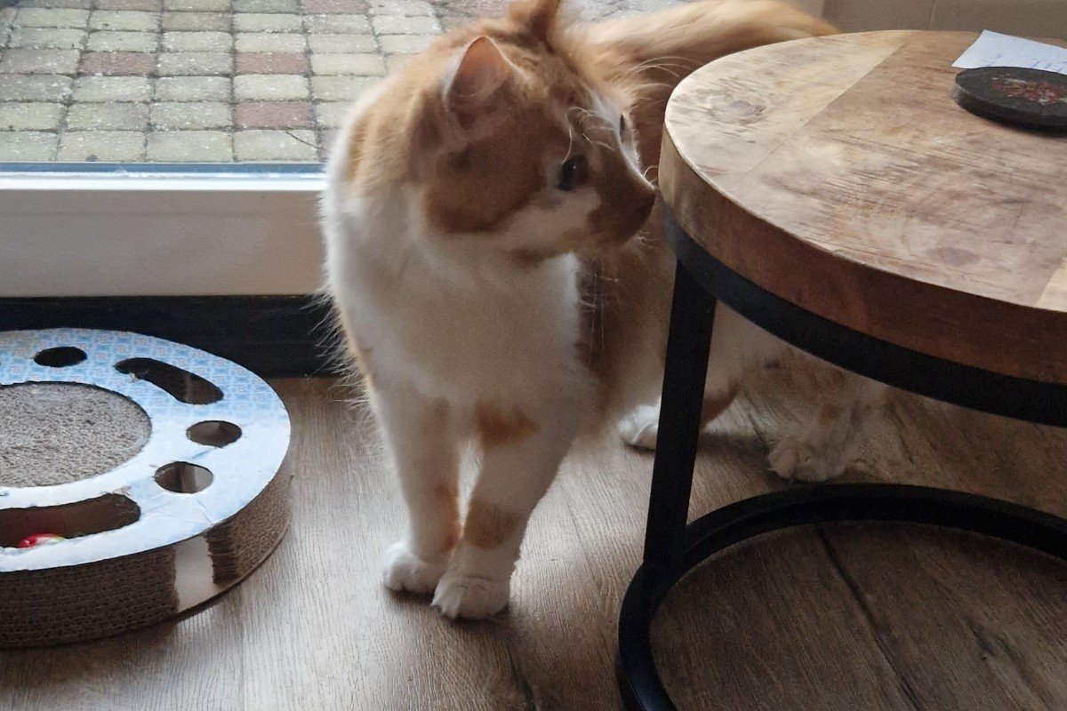 Tijger