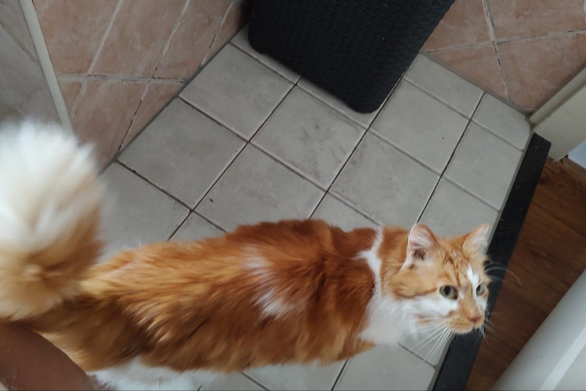 Tijger