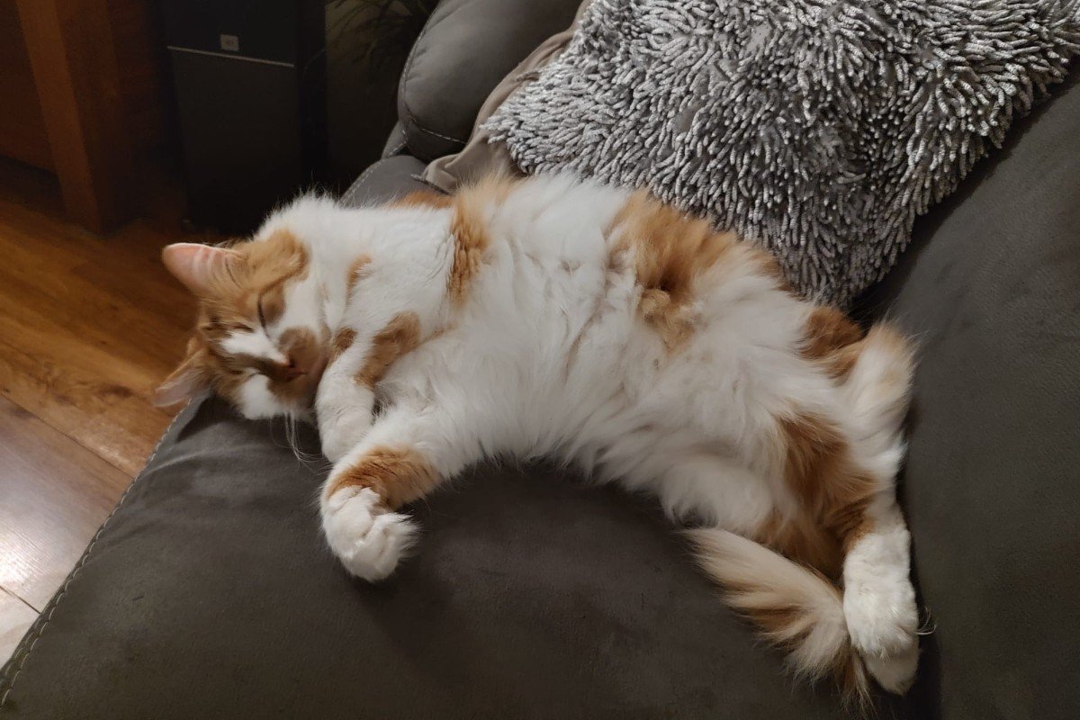 Tijger