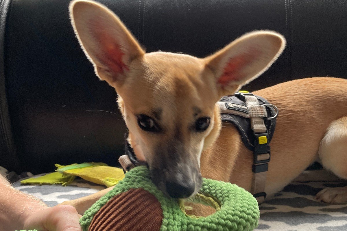Bambi
