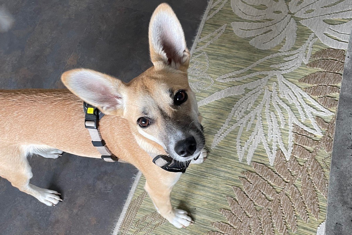 Bambi