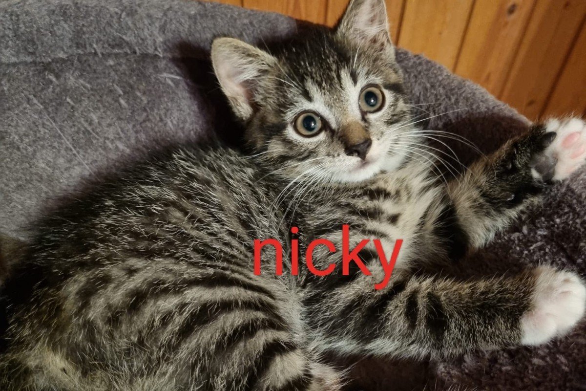 Nicky