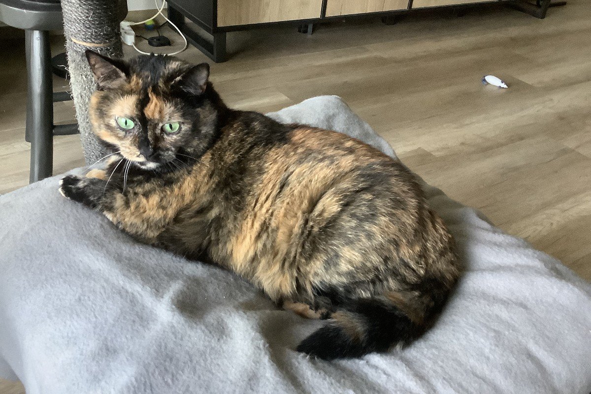 Kitty
