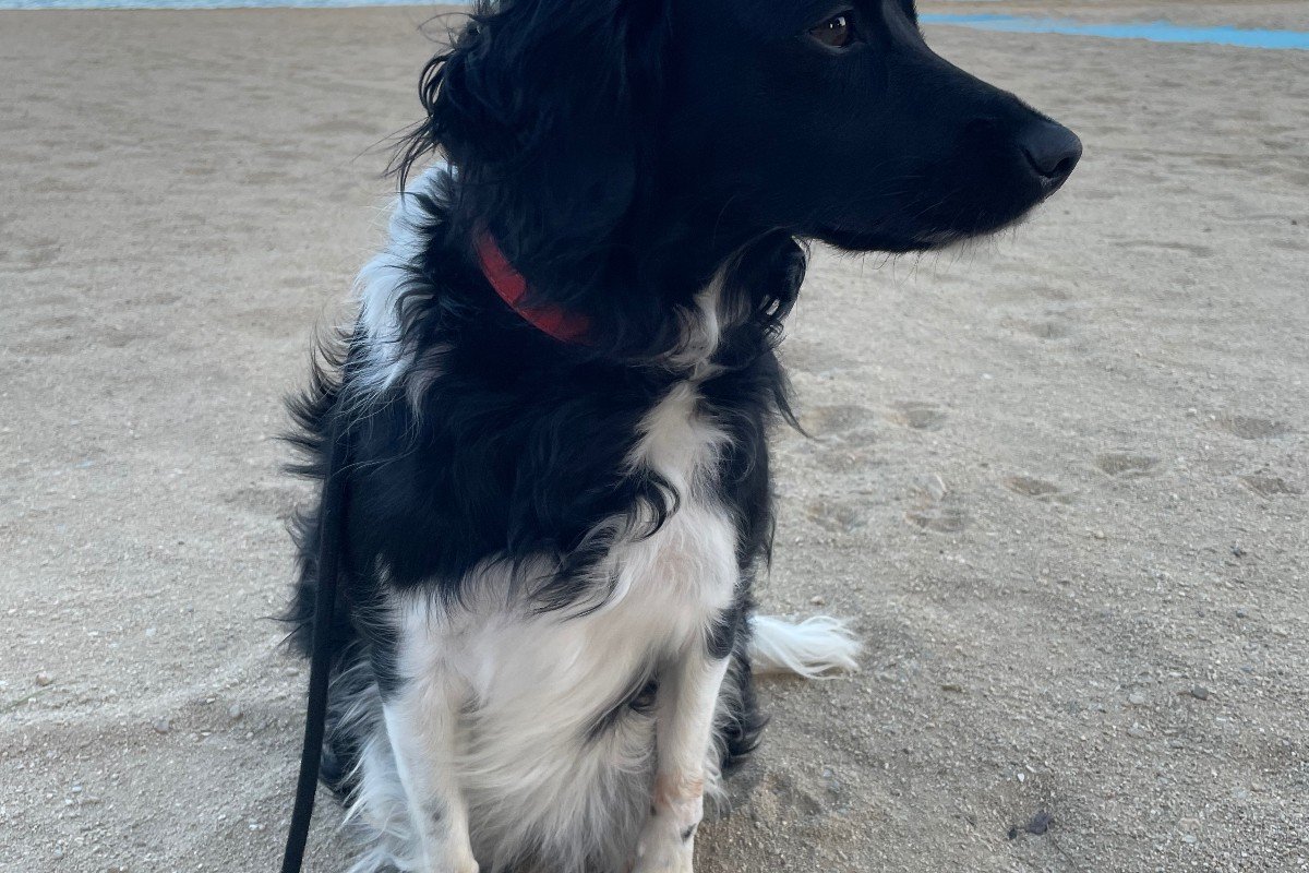 Bella