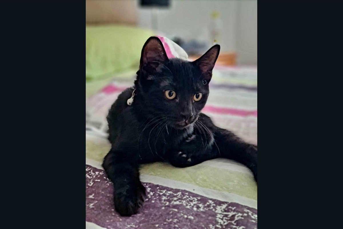 Baloo
