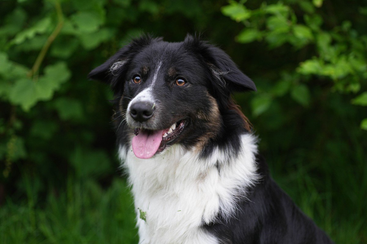 Luca