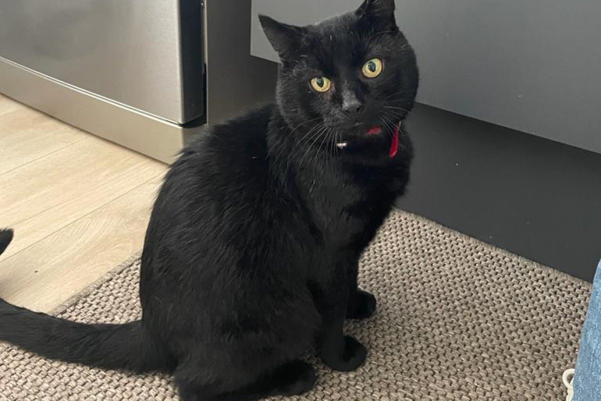 Finn