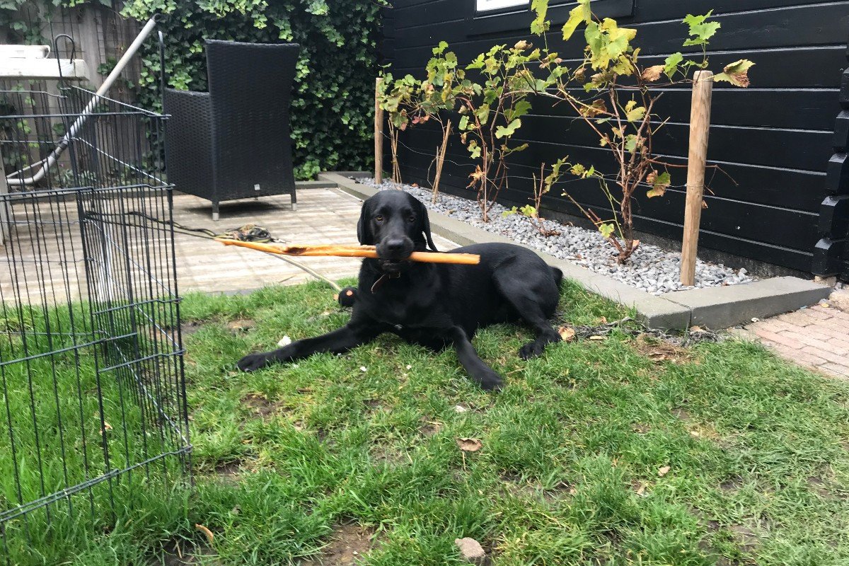 Luca