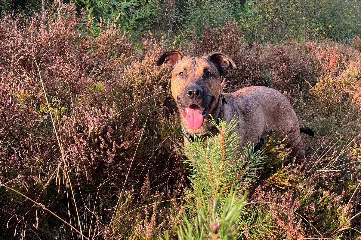 Buster