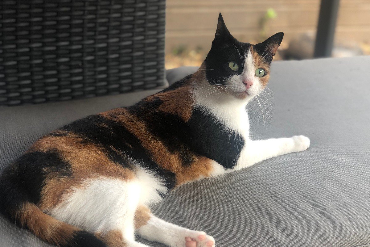 Meeko