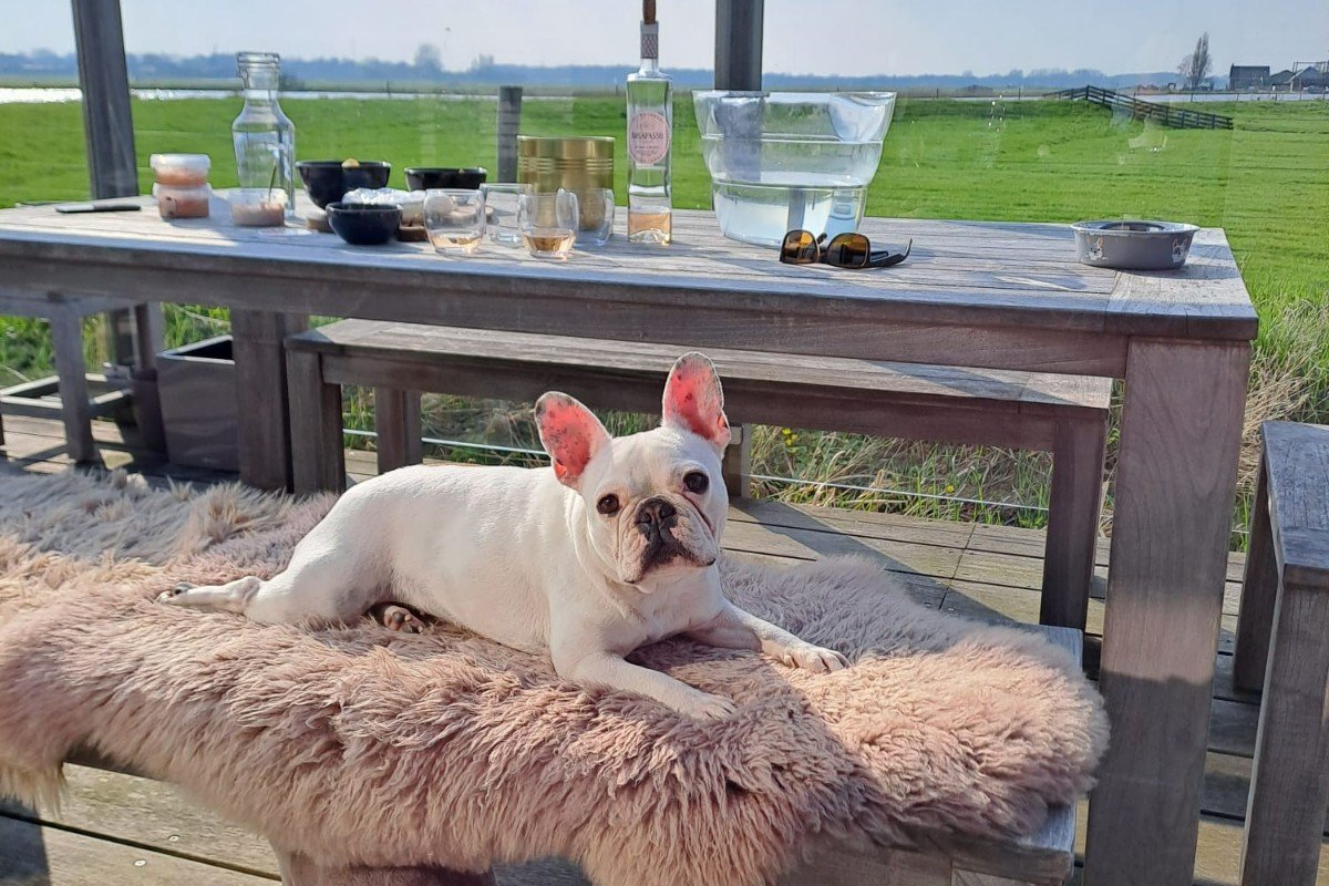 Saartje