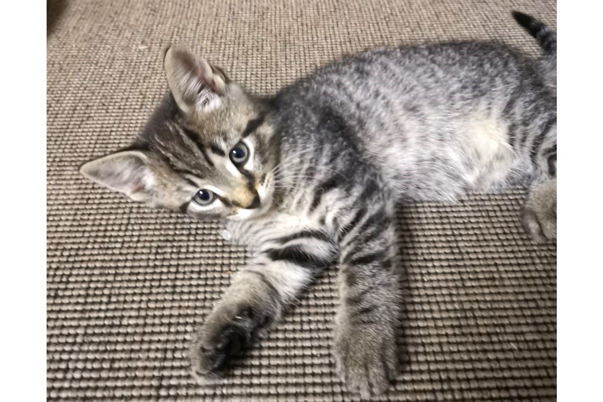 Timo