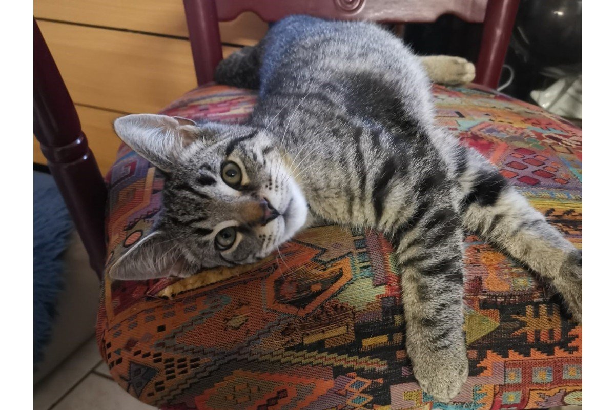 Timo