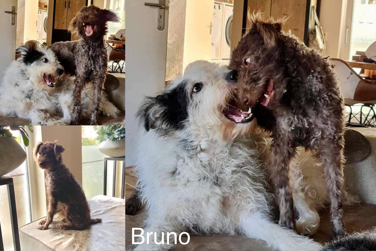 Bruno