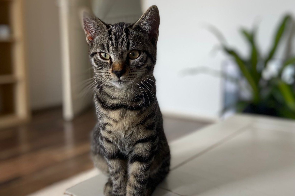 Zazu