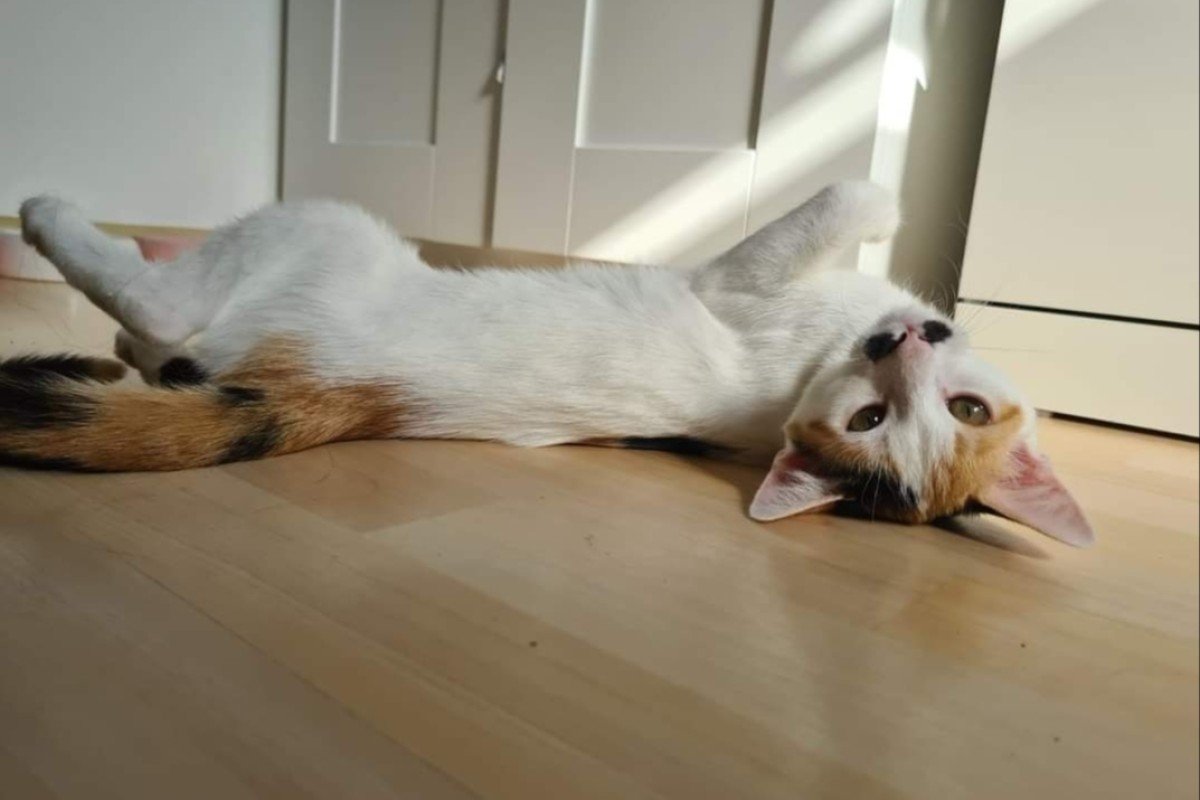 Miss Cuddly Cally