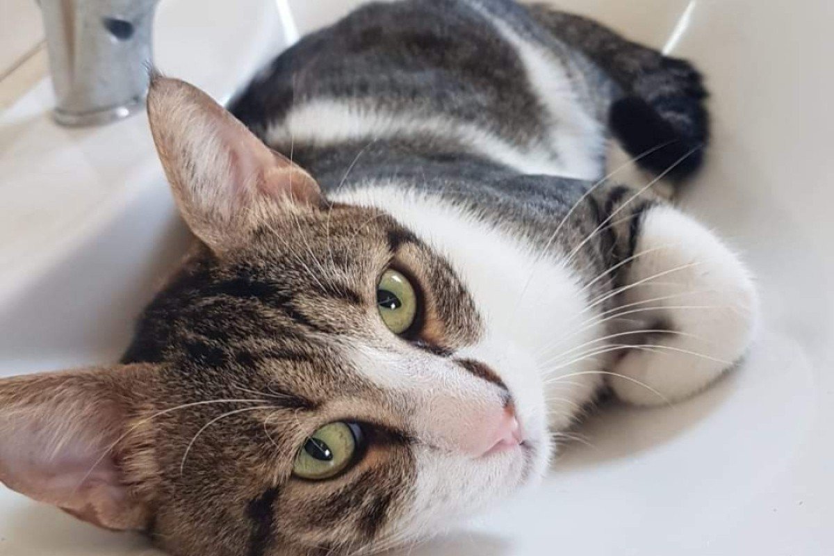 Mister Cuddles