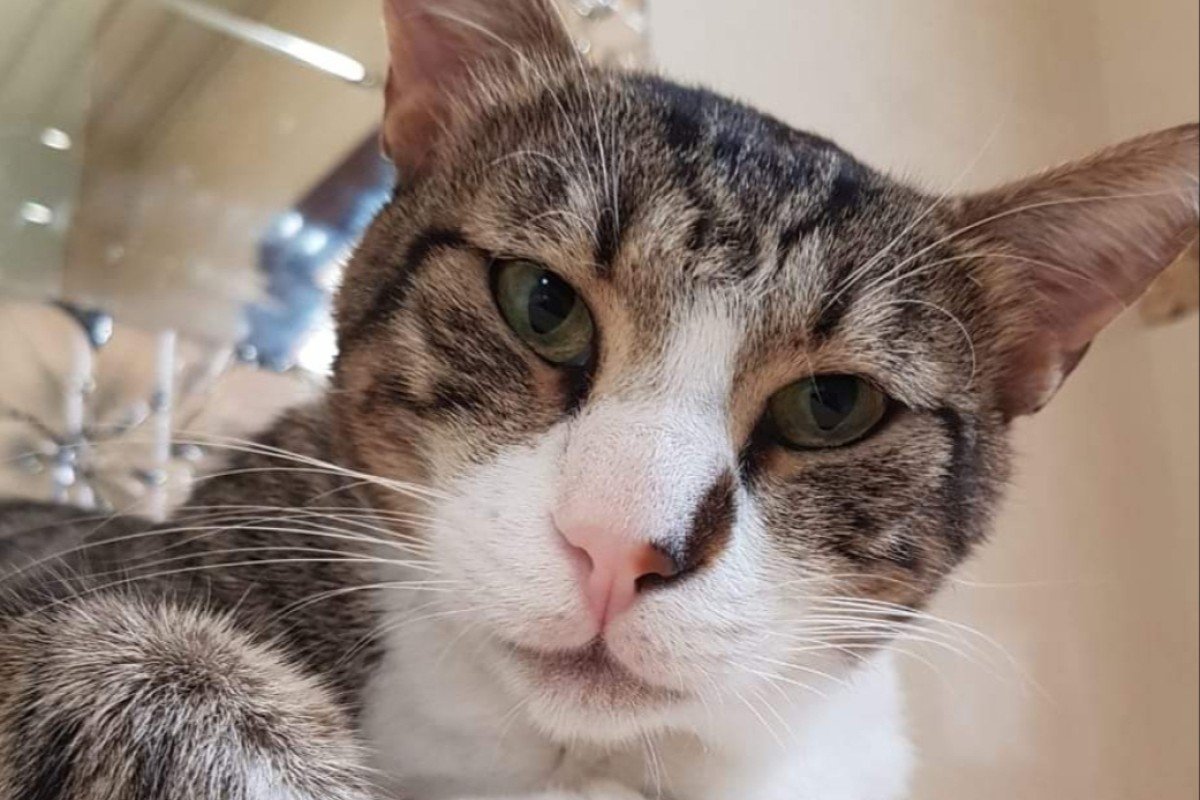 Mister Cuddles