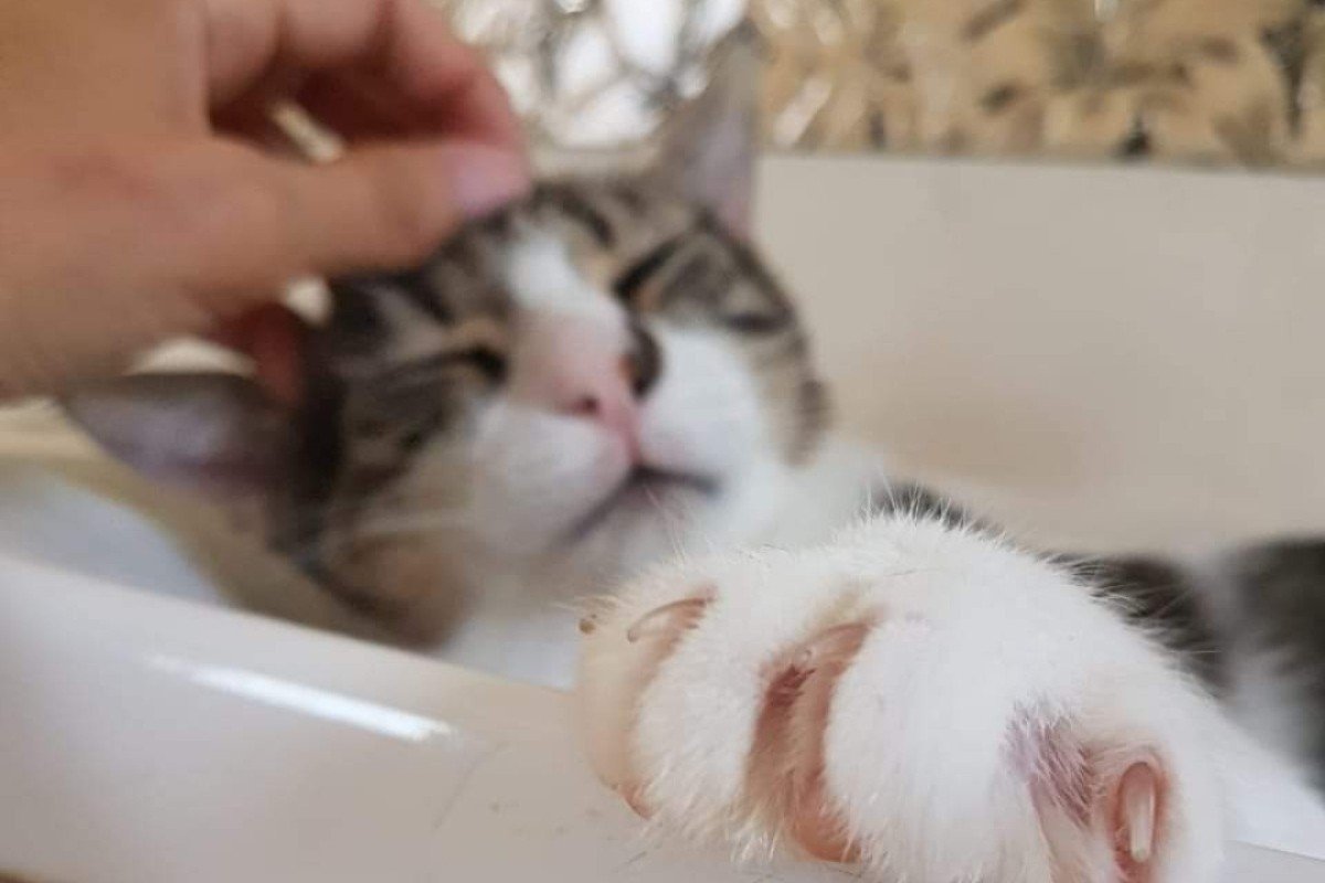 Mister Cuddles