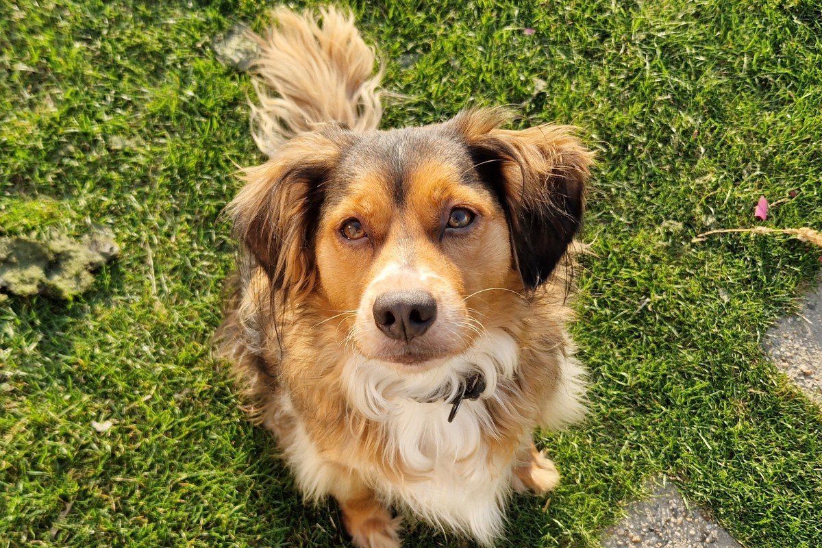 Elvis