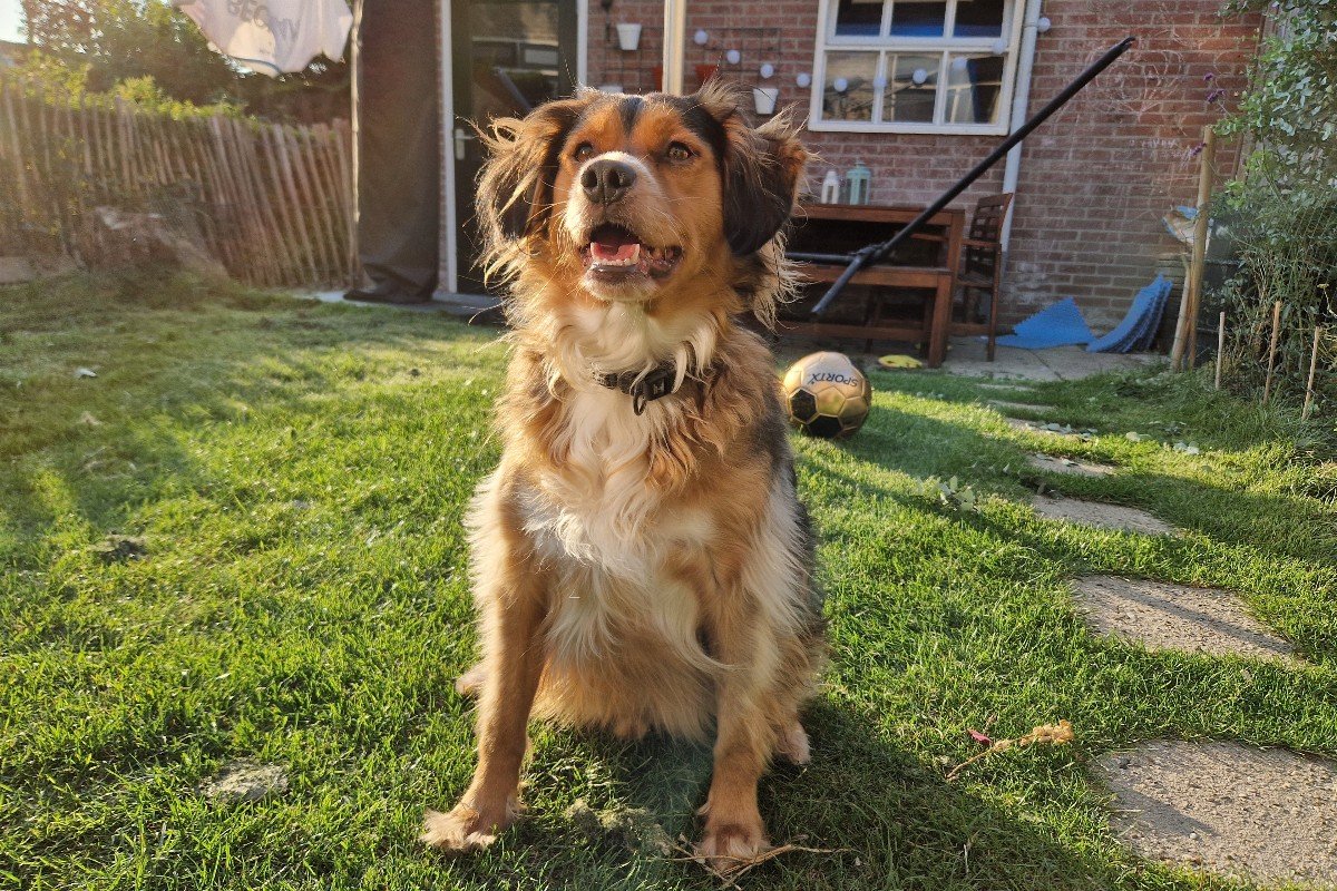 Elvis