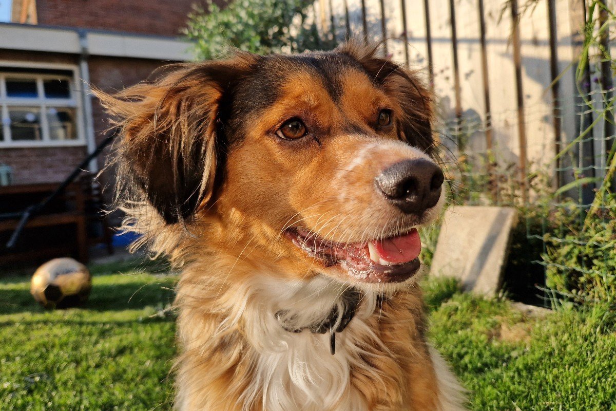 Elvis