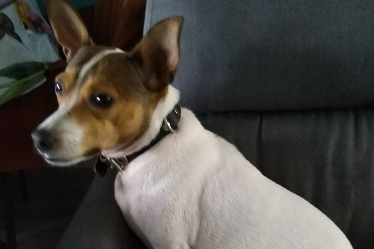 Milo