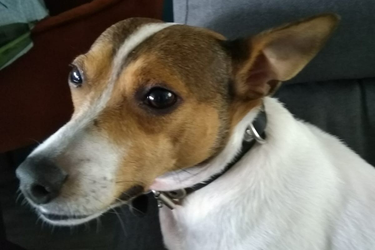 Milo