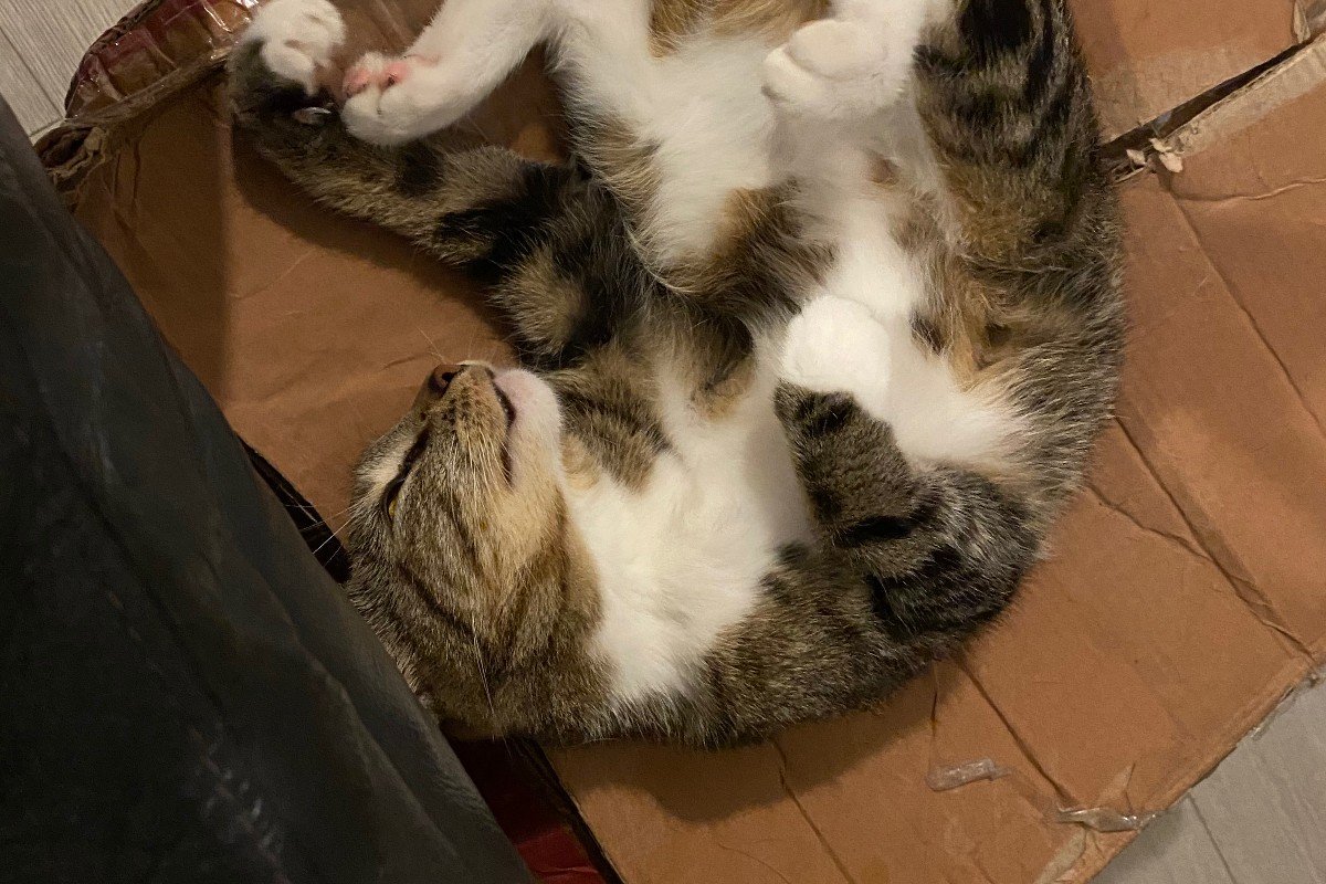 Mi