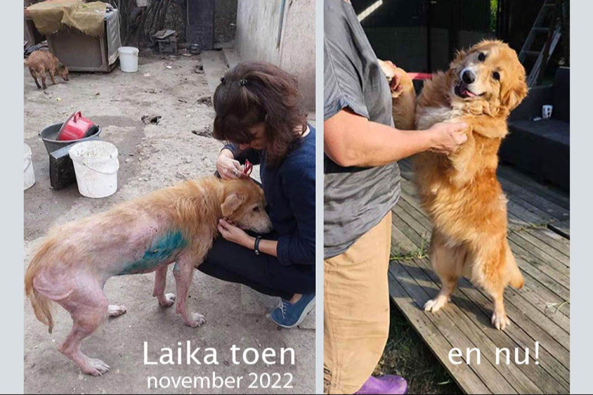 Laika