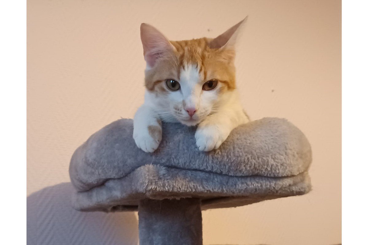 Juliet