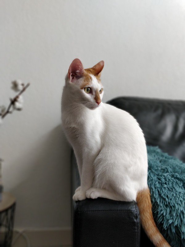 Tommie