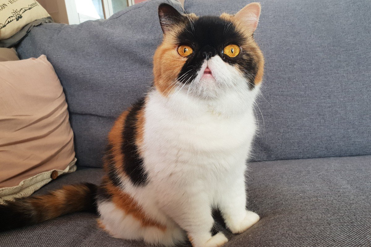 Moeskie
