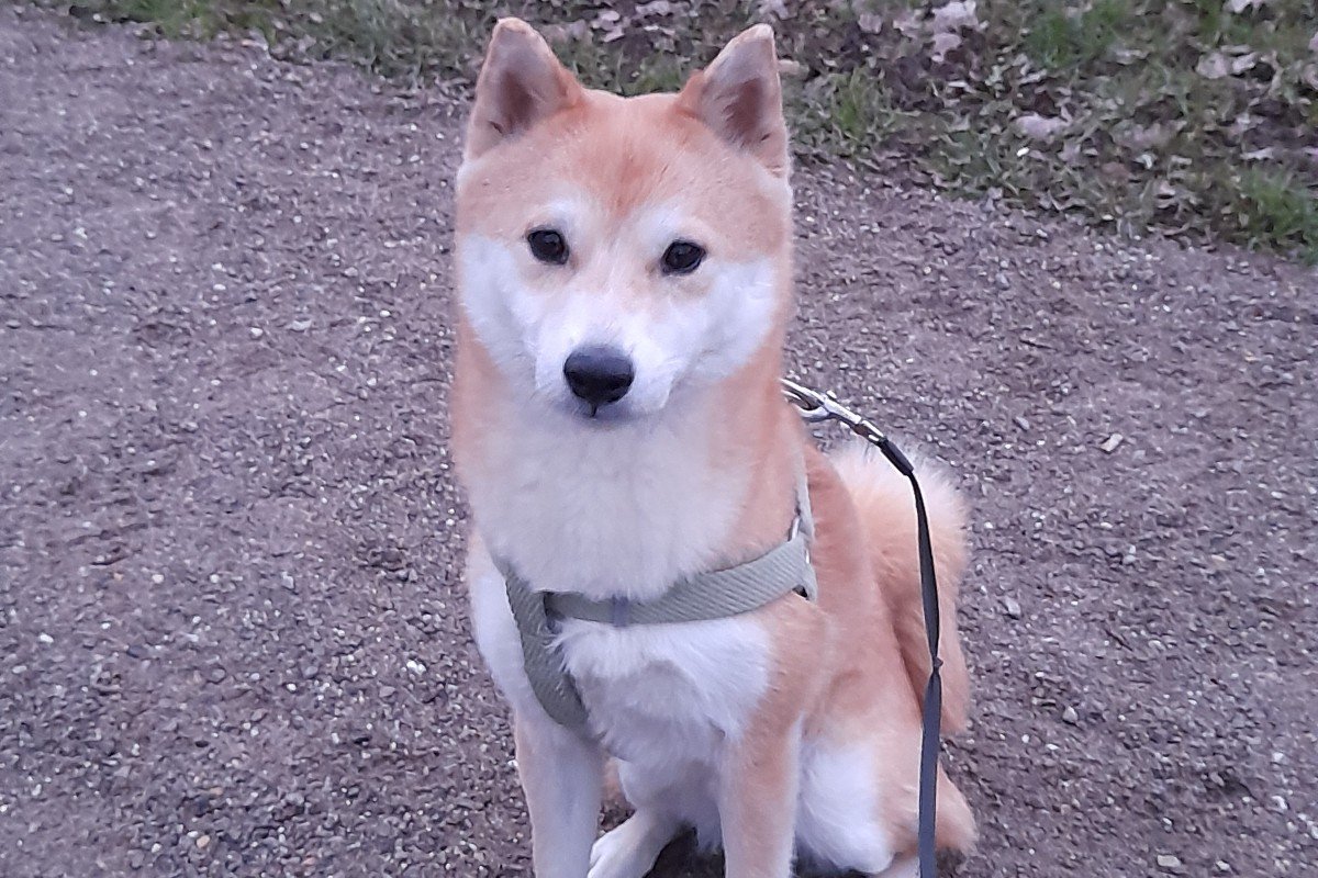 Yoshi