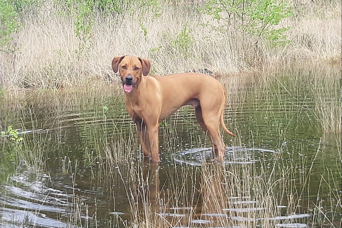 Roef