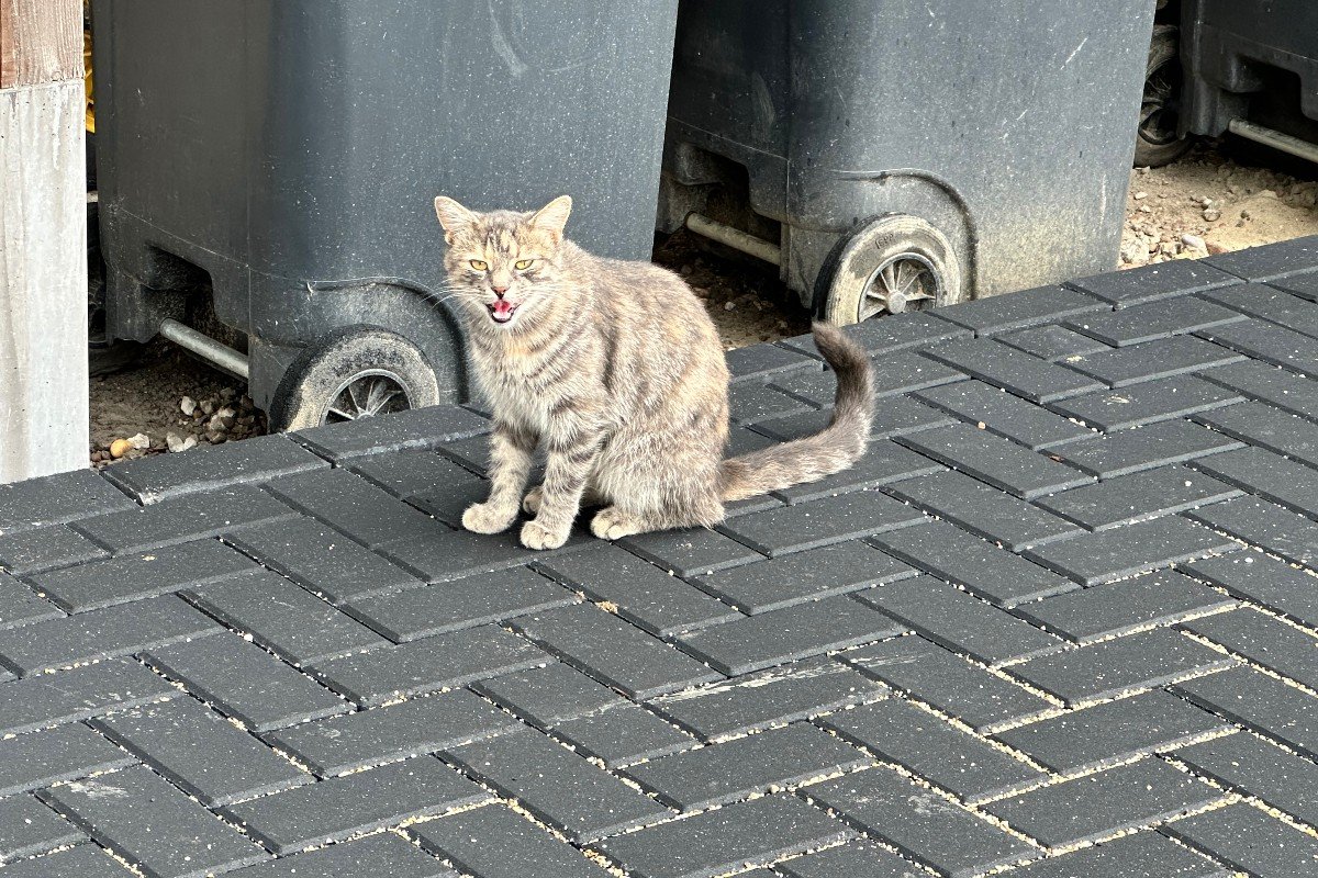 Poes Muis