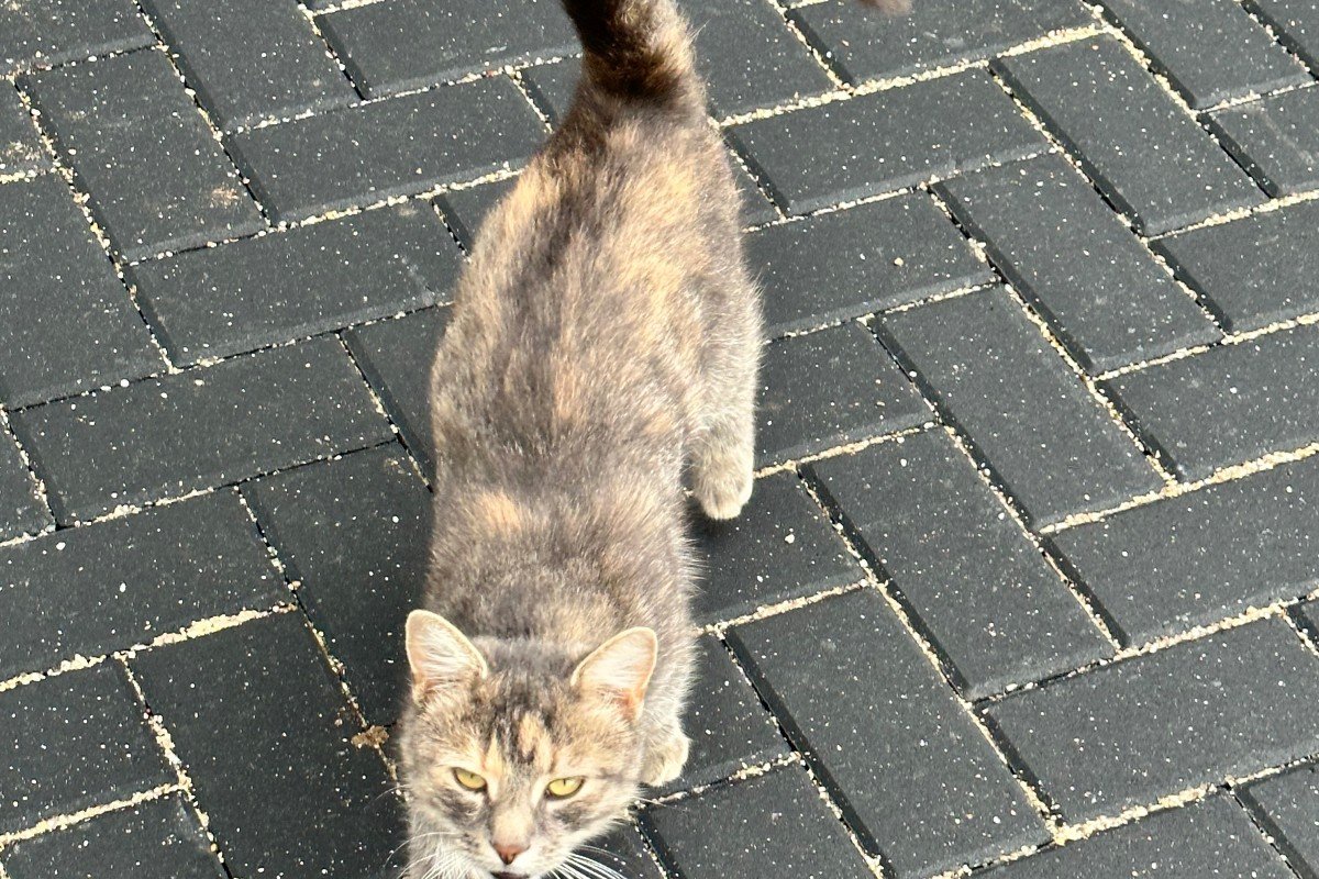 Poes Muis
