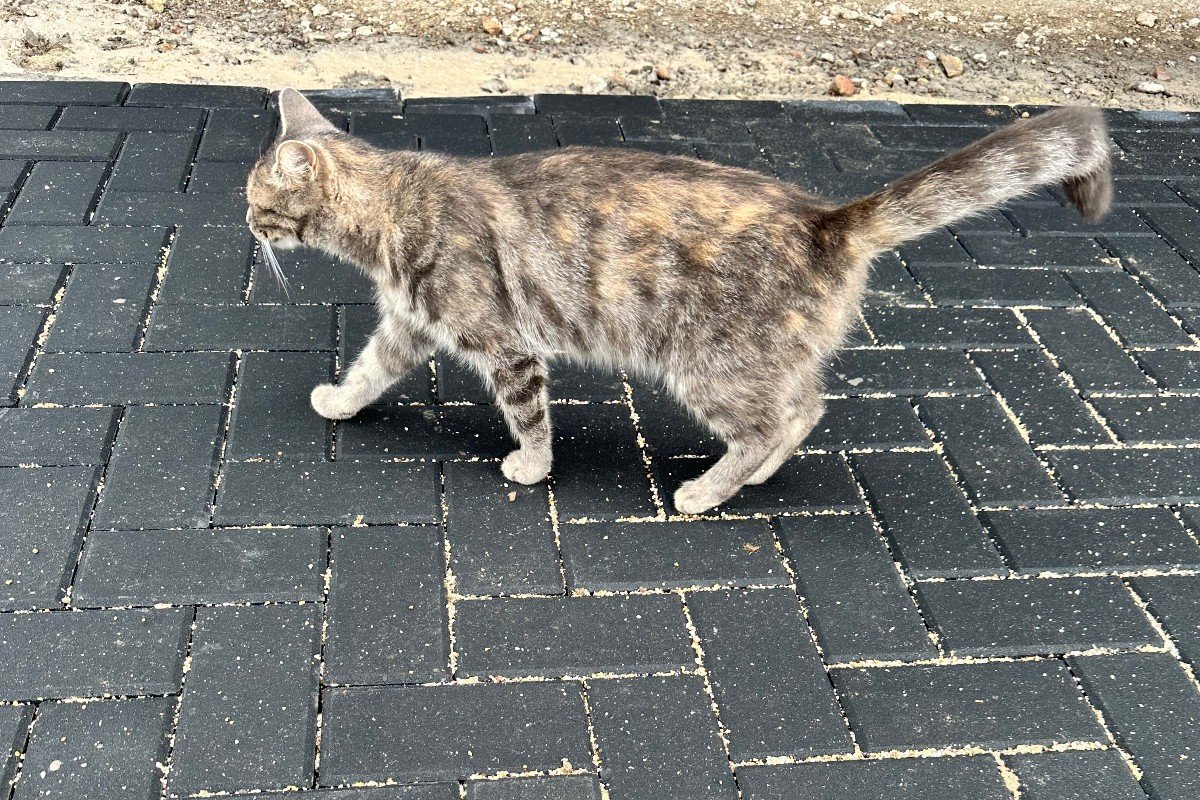 Poes Muis