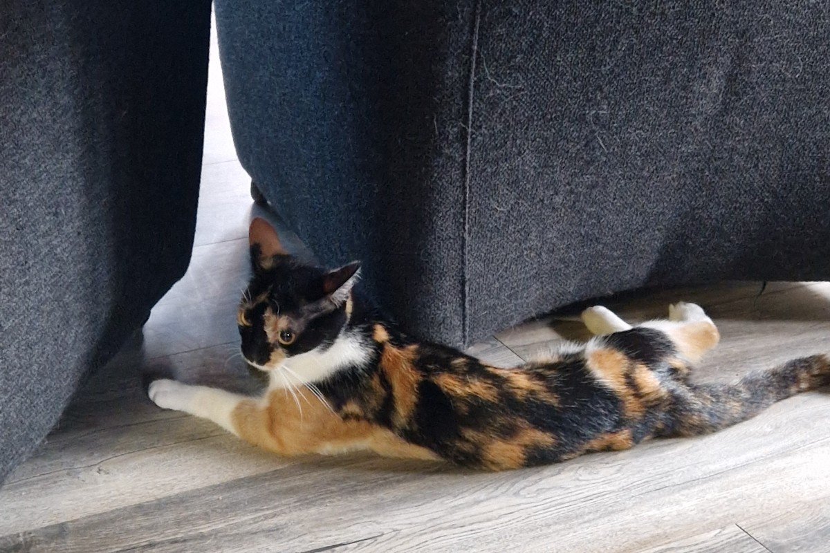 Kittekat