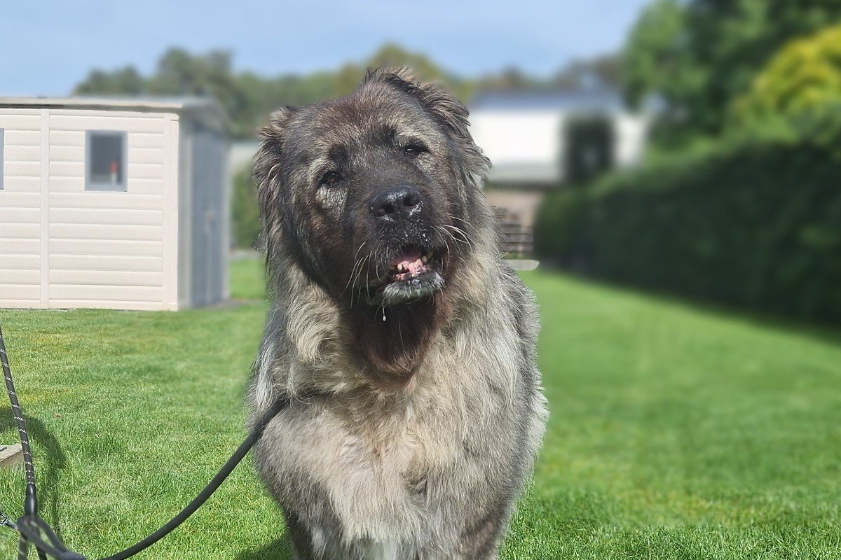 Heidi